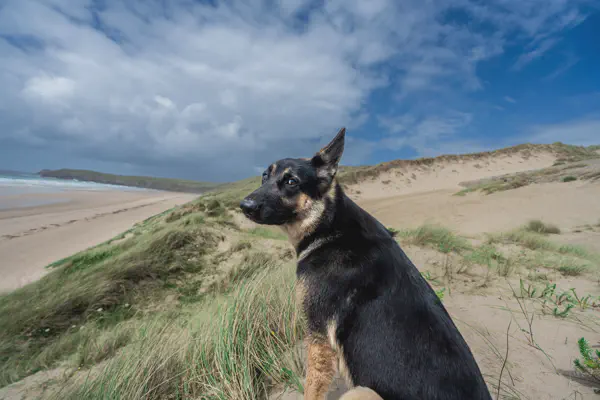 Part 4: MANS (Muffin's Awesome NAS Stack), The Complete Guide